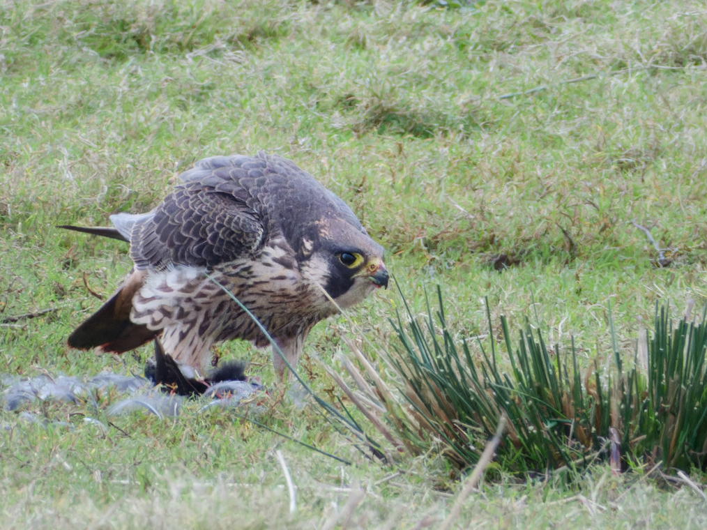 Peregrine Falcon